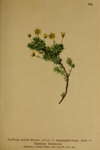 Saxifraga aphylla