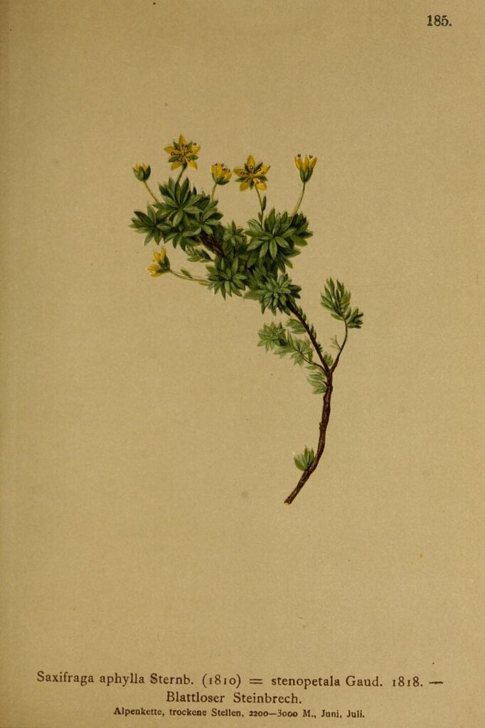 Saxifraga aphylla