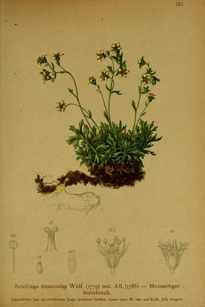 Saxifraga muscoides