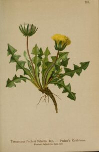 Taraxacum pacheri