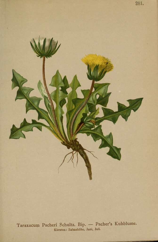 Taraxacum pacheri