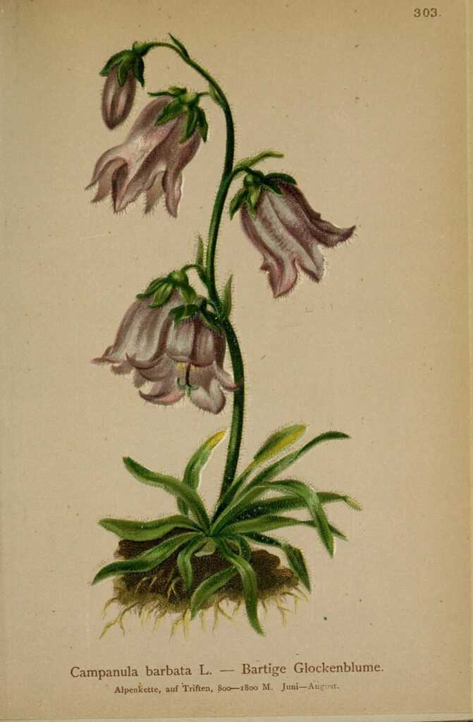 Campanula macrorhiza