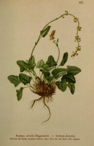 Rumex nivalis