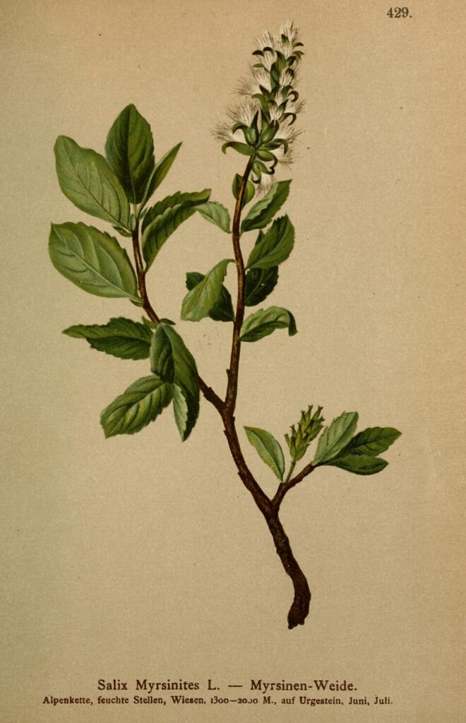 Salix myrsinites