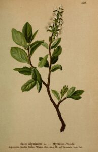 Salix myrsinites