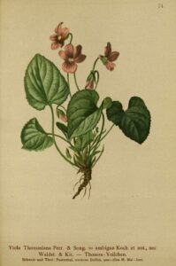 Viola thomasiana