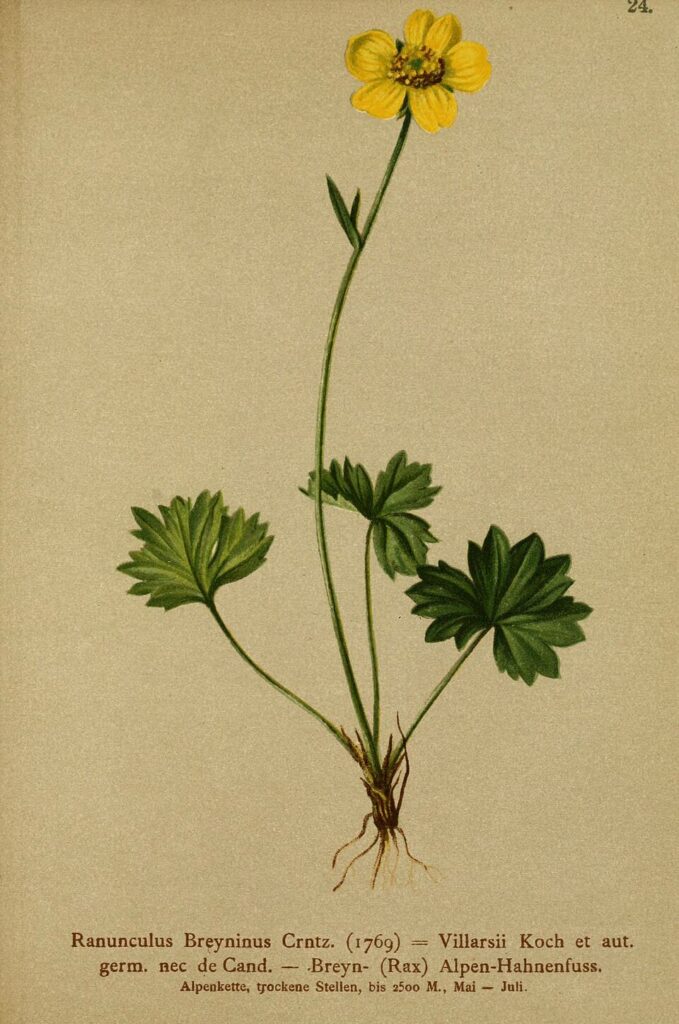 Ranunculus breyninus