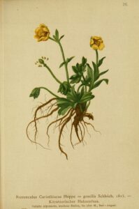 Ranunculus gracilis