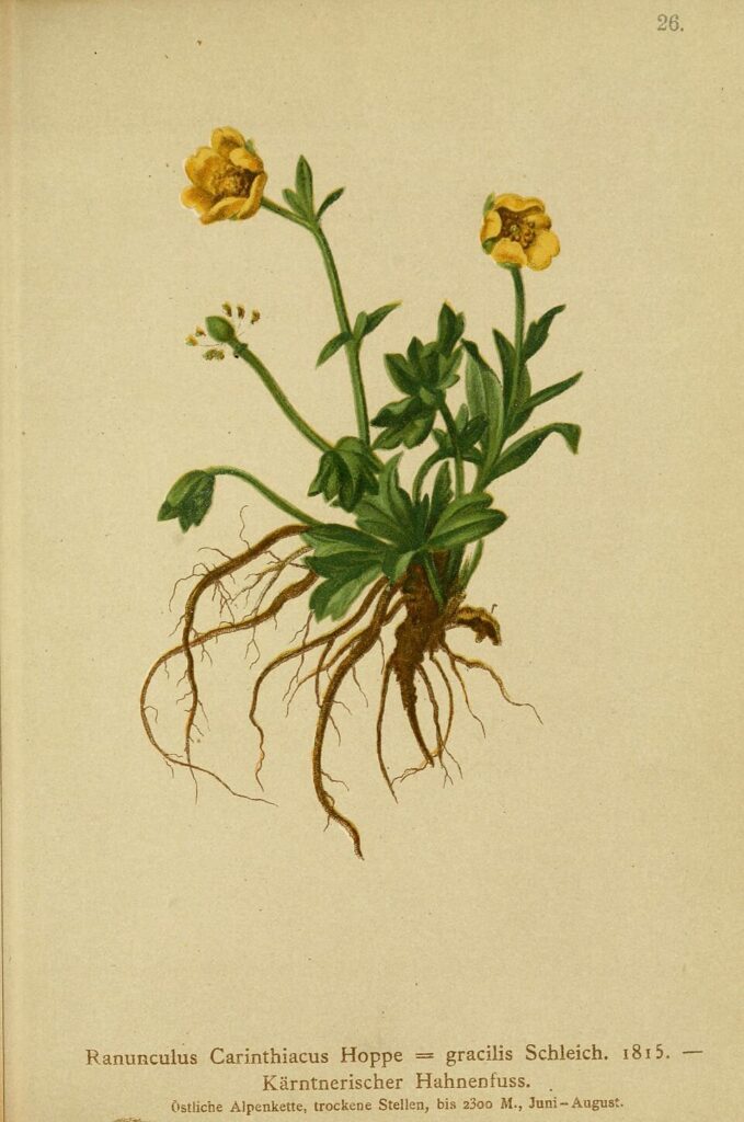 Ranunculus gracilis