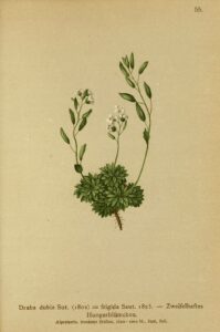 Draba dubia
