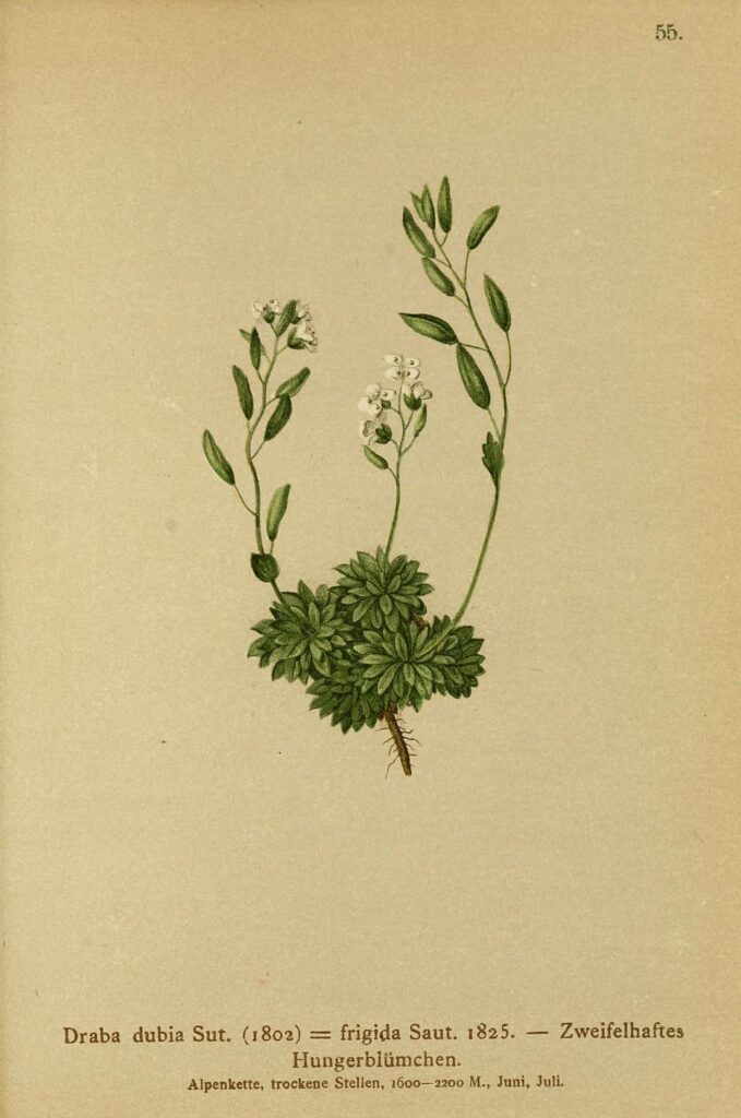 Draba dubia