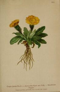 Crepis rhaetica