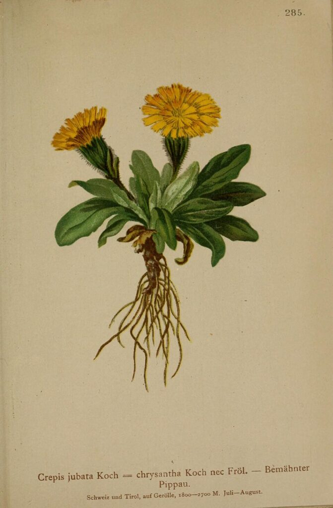 Crepis rhaetica