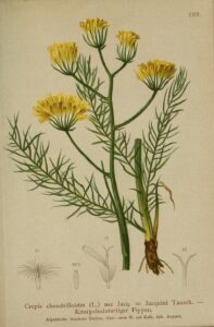 Crepis chondrilloides