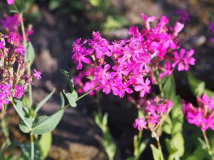 Atocion armeria