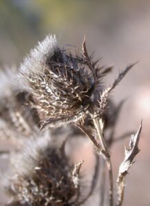 Atractylis cancellata