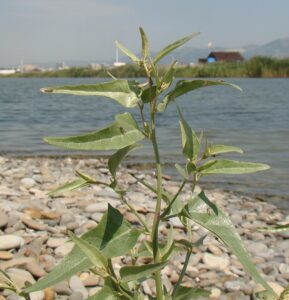 Atriplex aucheri