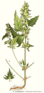 Atriplex calotheca