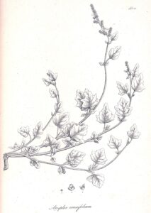 Atriplex crassifolia