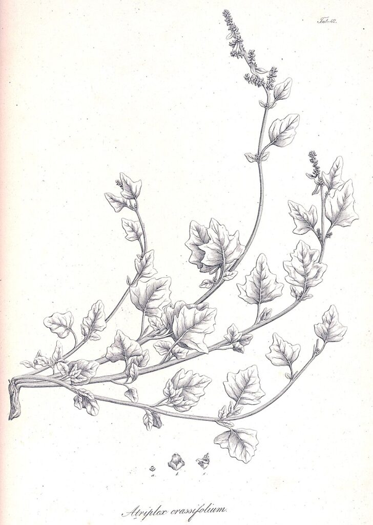 Atriplex crassifolia