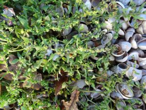 Atriplex glabriuscula
