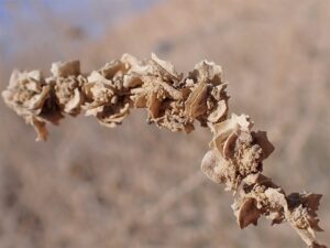 Atriplex halimus