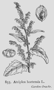 Atriplex hortensis