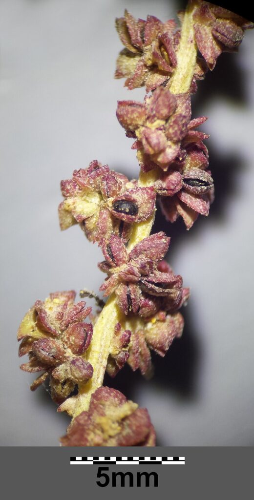 Atriplex intracontinentalis