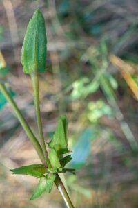 Atriplex longipes