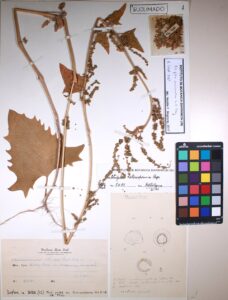 Atriplex micrantha