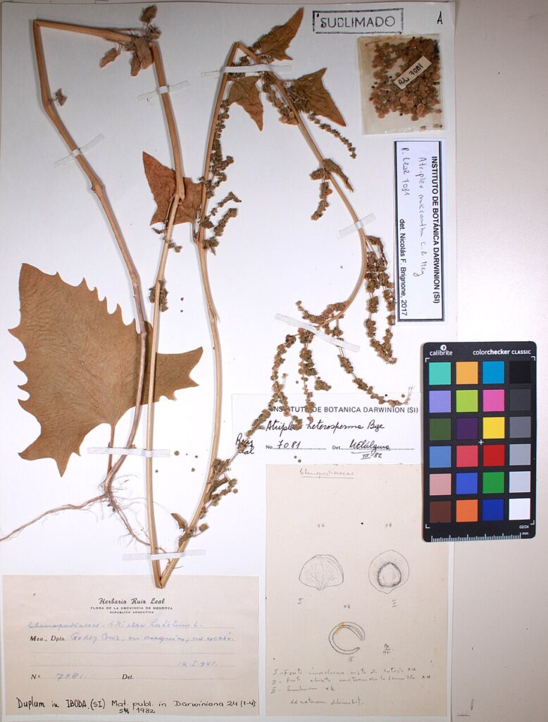Atriplex micrantha