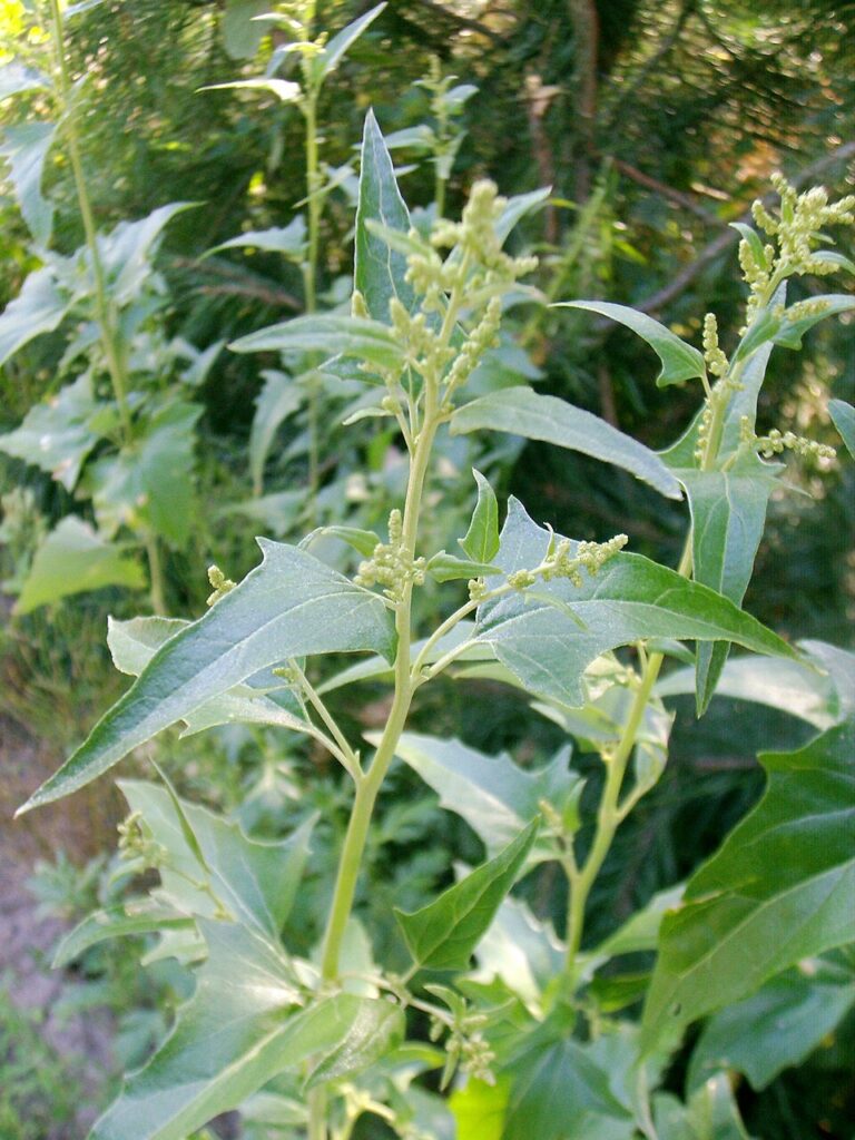 Atriplex sagittata