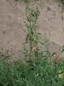 Atriplex oblongifolia