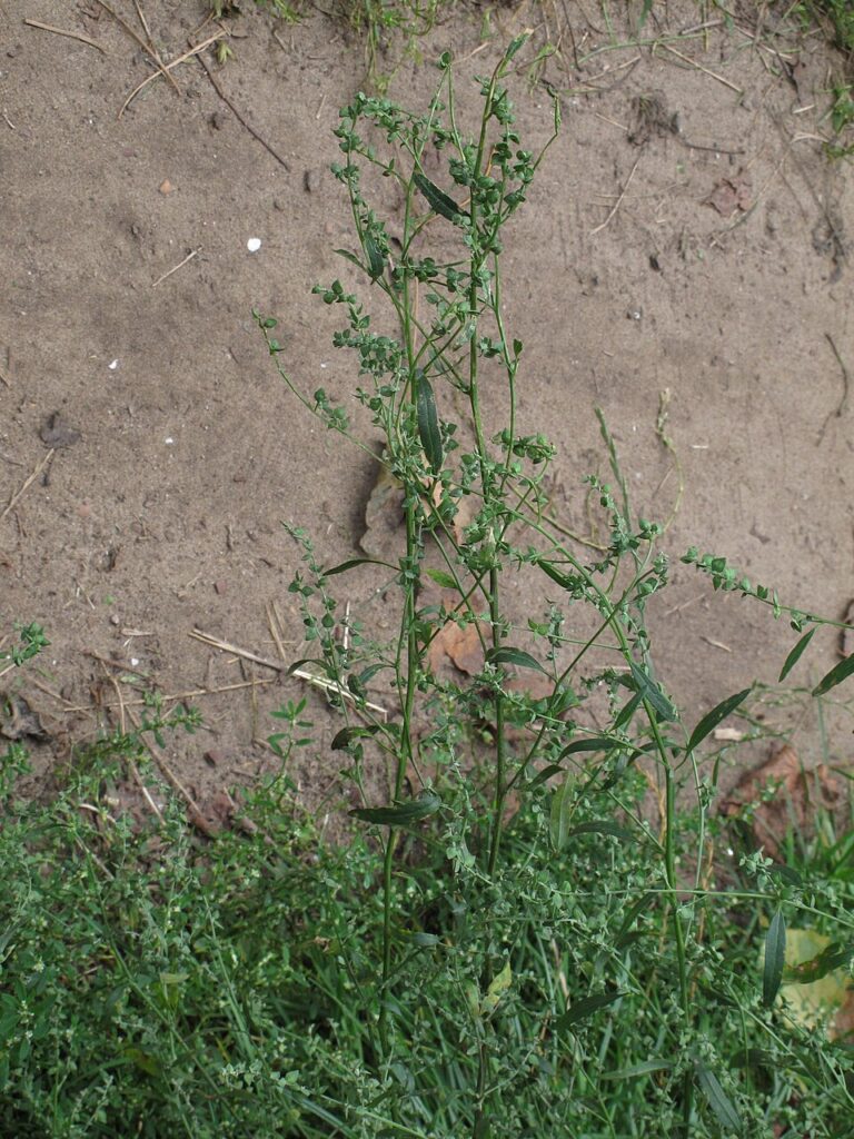 Atriplex oblongifolia