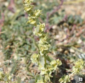 Atriplex tatarica var. tatarica