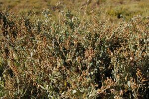 Atriplex portulacoides