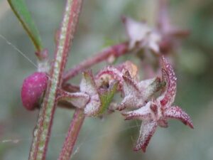 Atriplex prostrata