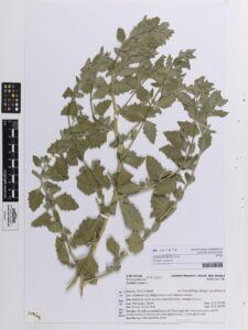 Atriplex rosea