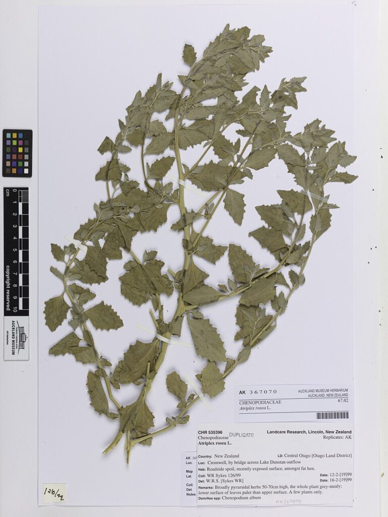 Atriplex rosea