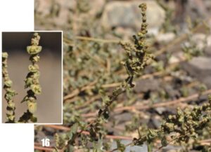 Atriplex tatarica