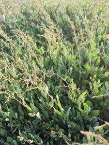 Atriplex verrucifera