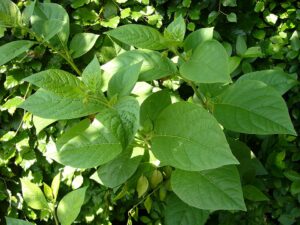Atropa bella-donna