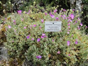Aubrieta canescens