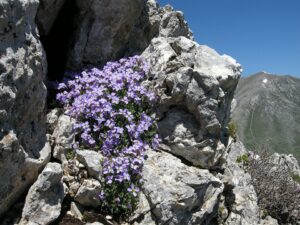 Aubrieta columnae