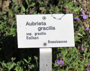 Aubrieta gracilis