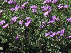 Aubrieta libanotica