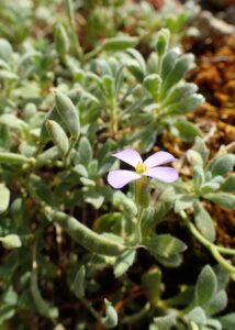 Aubrieta scardica