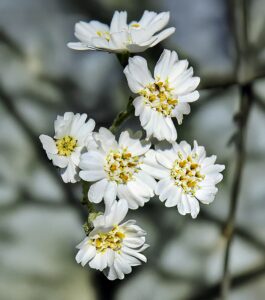 Achillea clavennae