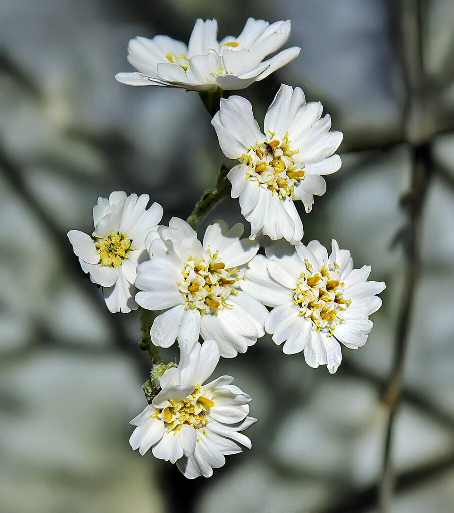 Achillea clavennae