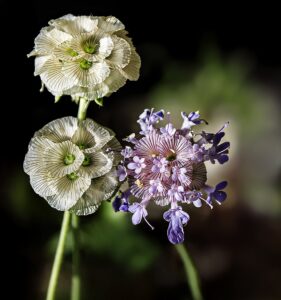 Lomelosia graminifolia